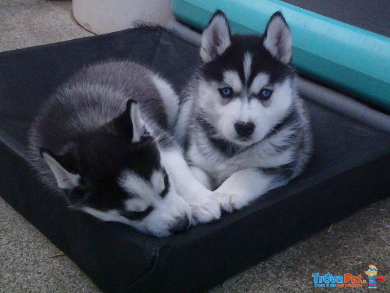 Cuccioli di Siberian Husky Cercano Nuova Casa - Foto n. 1