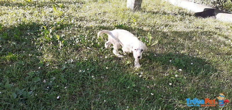 Cucciolo Setter Inglese - Foto n. 2