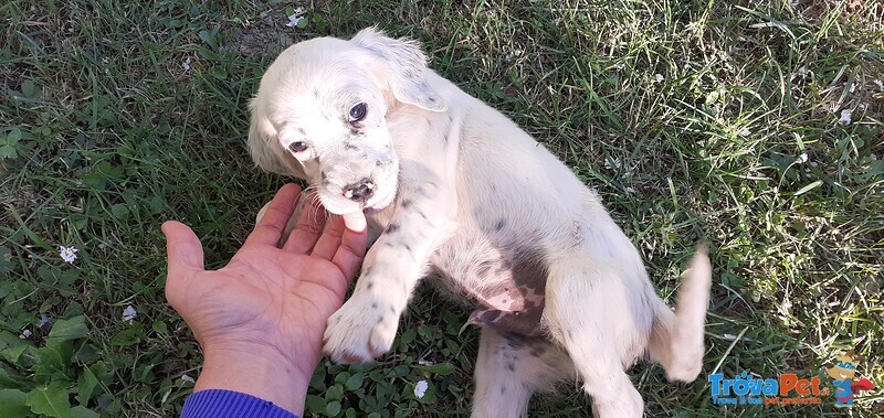 Cucciolo Setter Inglese - Foto n. 3