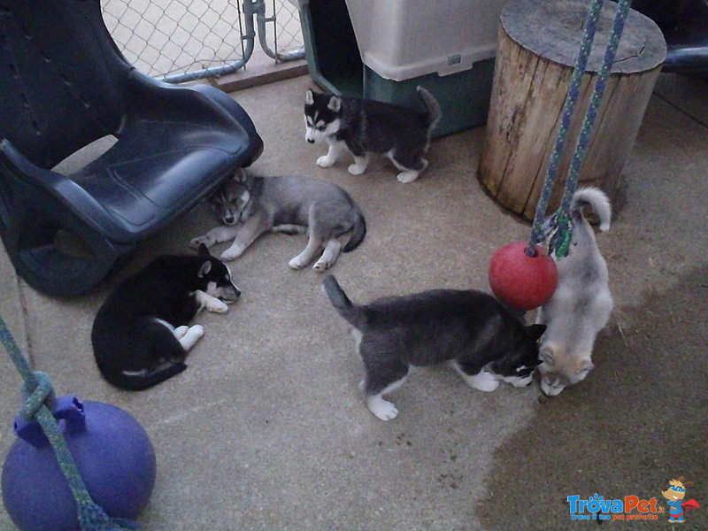 Cuccioli di Siberian Husky Cercano Nuova Casa - Foto n. 2