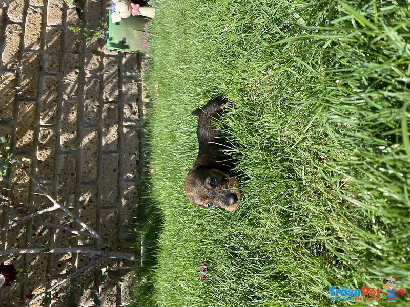 Cuccioli Bassotto Tedesco pelo duro Taglia Nana - Foto n. 2