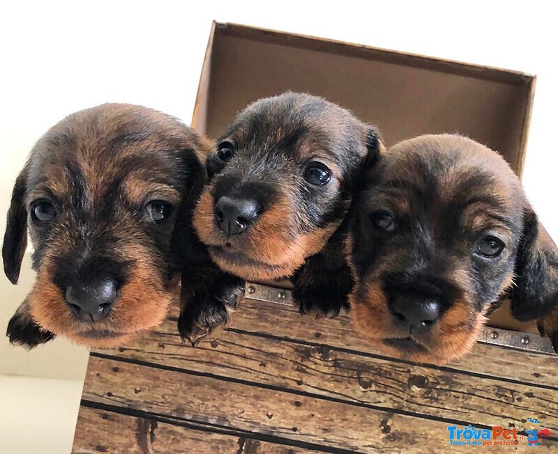 Cuccioli Bassotto Tedesco pelo duro Taglia Nana - Foto n. 1