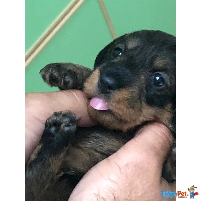 Cuccioli Bassotto Tedesco pelo duro Taglia Nana - Foto n. 5