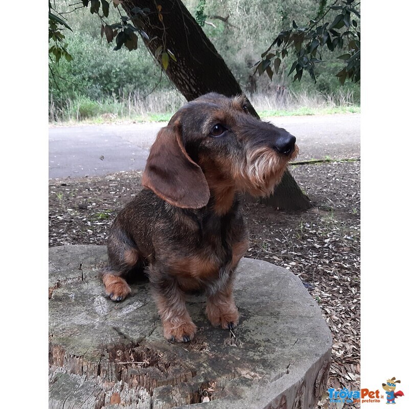 Cuccioli Bassotto Tedesco pelo duro Taglia Nana - Foto n. 7