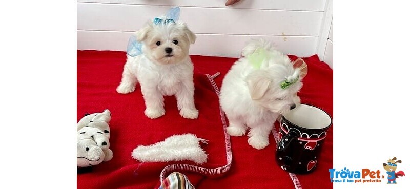 Cuccioli di Maltese Toy - Foto n. 4