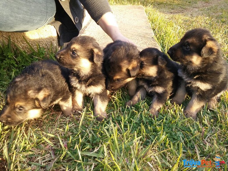 Cuccioli di Pastore Tedesco - Foto n. 1