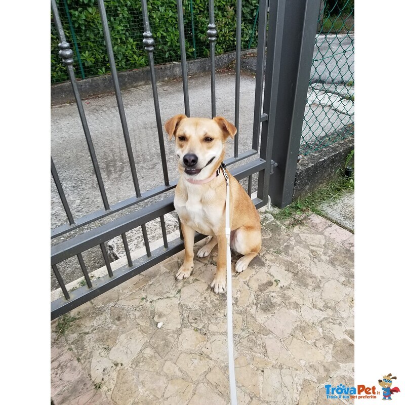 Cagnolina mix Shiba inu in Adozione - Foto n. 1