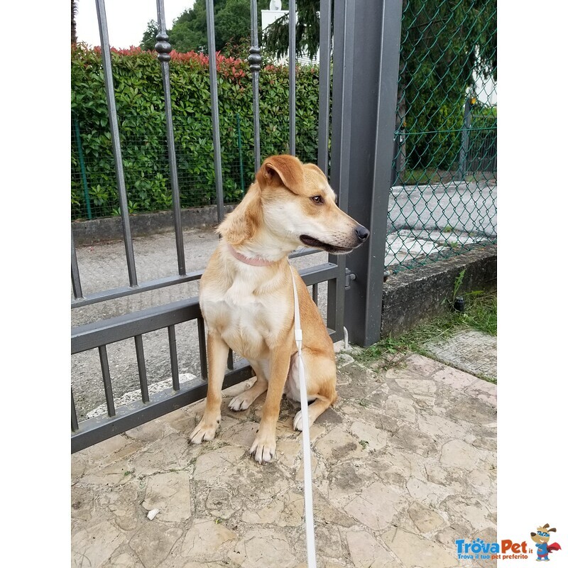 Cagnolina mix Shiba inu in Adozione - Foto n. 3