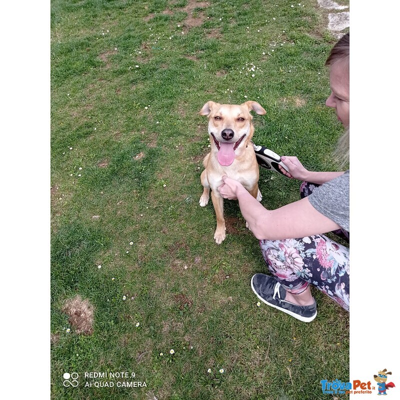 Cagnolina mix Shiba inu in Adozione - Foto n. 6