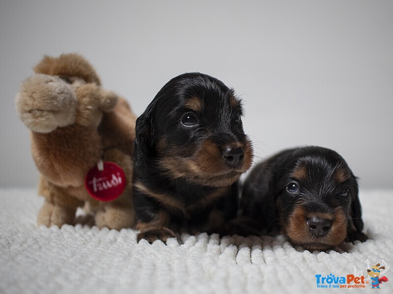 Cuccioli Maschi di Bassotto Tedesco a pelo Lungo - Foto n. 1