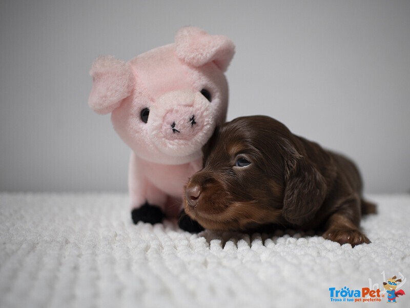 Cuccioli Maschi di Bassotto Tedesco a pelo Lungo - Foto n. 3