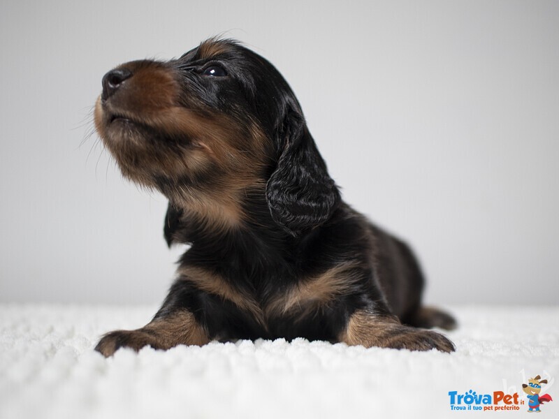 Cuccioli Maschi di Bassotto Tedesco a pelo Lungo - Foto n. 4