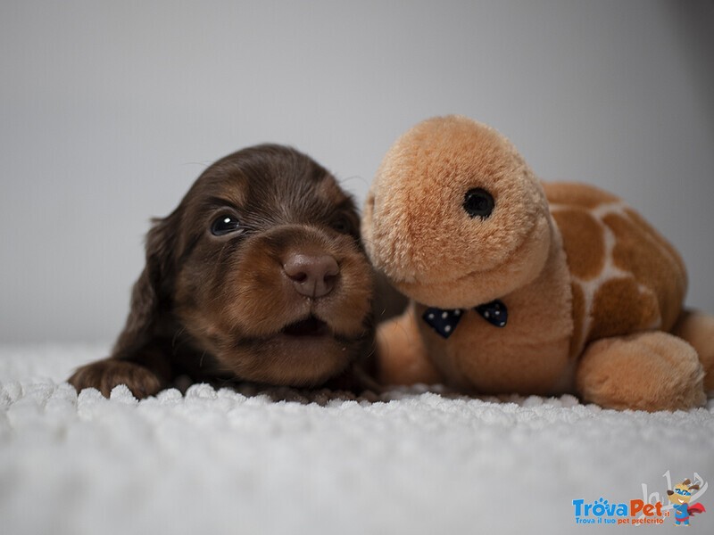 Cuccioli Maschi di Bassotto Tedesco a pelo Lungo - Foto n. 5