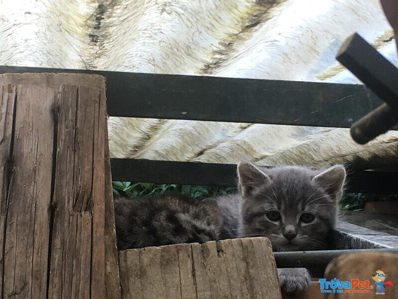 Gattini nati a Inizio Aprile - Foto n. 2