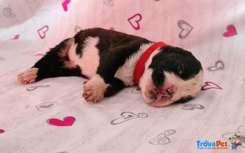 Cuccioli di Boxer alta Genealogia - Foto n. 2