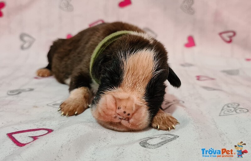 Cuccioli di Boxer alta Genealogia - Foto n. 4