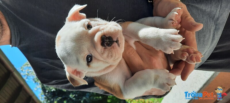 Cuccioli Bulldog Inglese Femmine - Foto n. 1