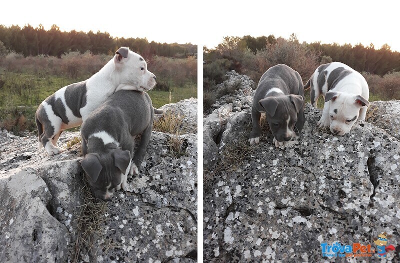 Cuccioli Amstaff blu in Basilicata Potenza e Matera - Foto n. 1