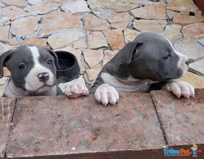 American Staffordshire Terrier Amstaff Blu - Foto n. 2