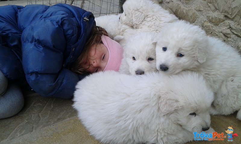 Cucciolo cane Pastore Maremmano Abruzzese Pedigree - Foto n. 1