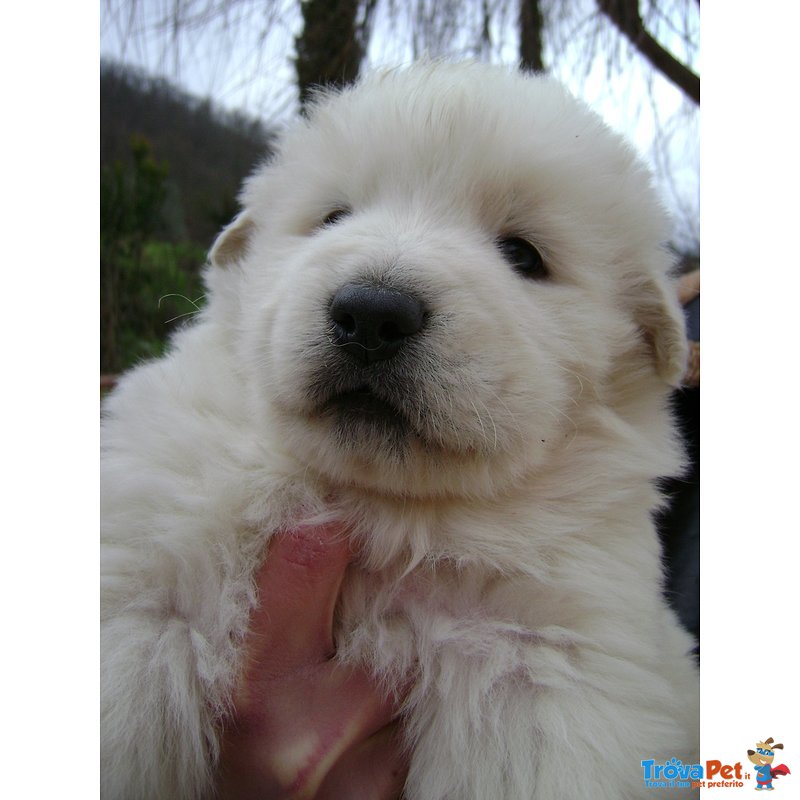 Cucciolo cane Pastore Maremmano Abruzzese Pedigree - Foto n. 2