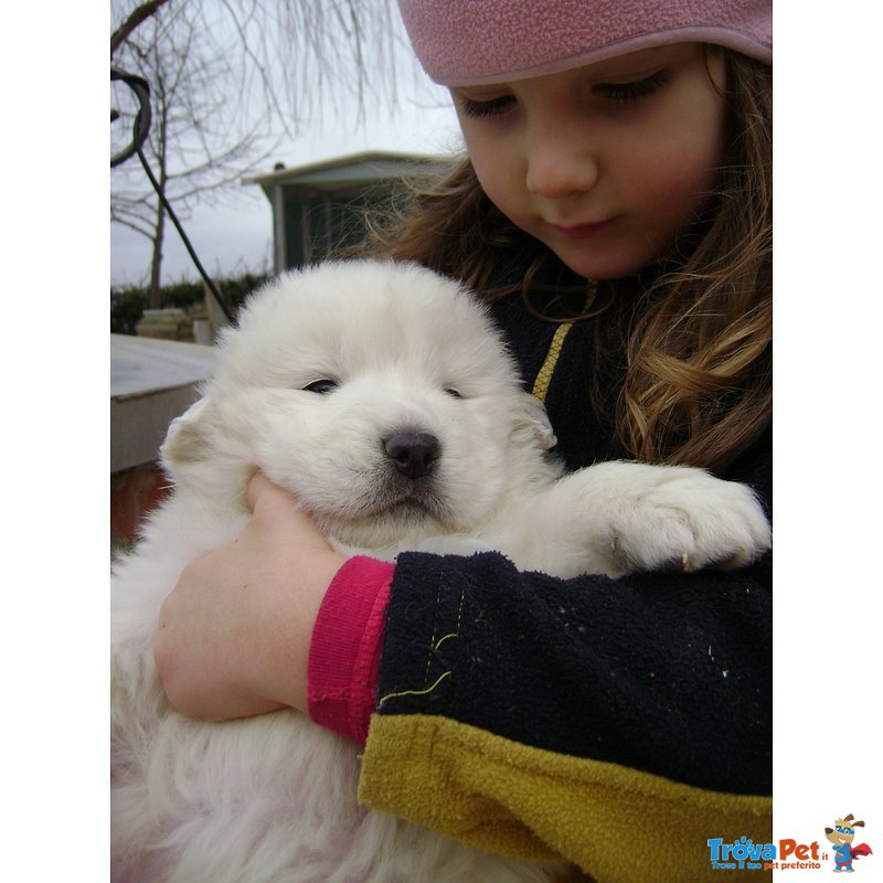 Cucciolo cane Pastore Maremmano Abruzzese Pedigree - Foto n. 3