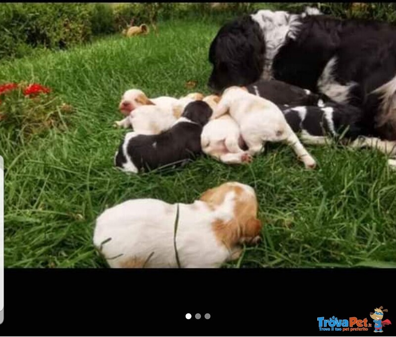 Adorabili Cuccioli di Epagneul Breton - Foto n. 1