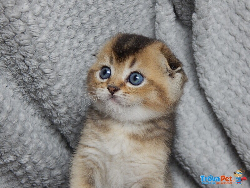 Cucciolo Scottish Fold - Foto n. 1