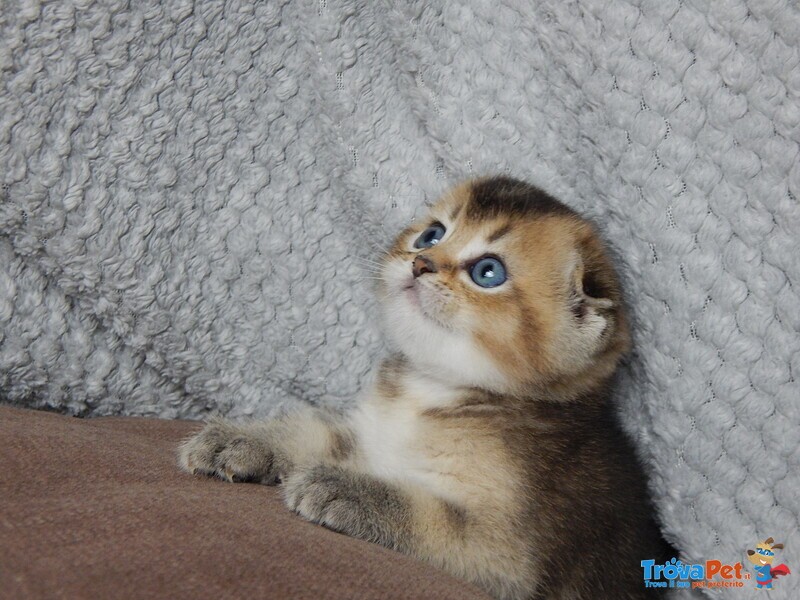 Cucciolo Scottish Fold - Foto n. 2