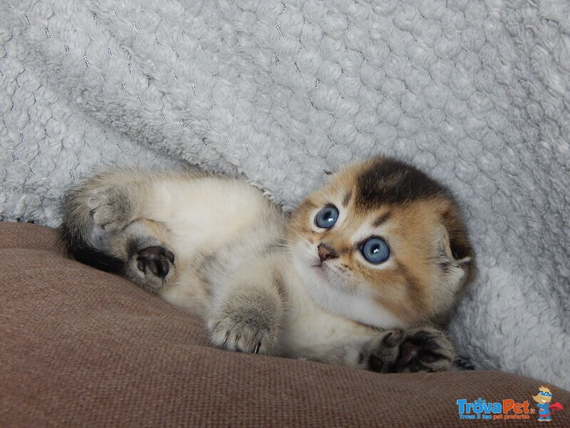 Cucciolo Scottish Fold - Foto n. 3