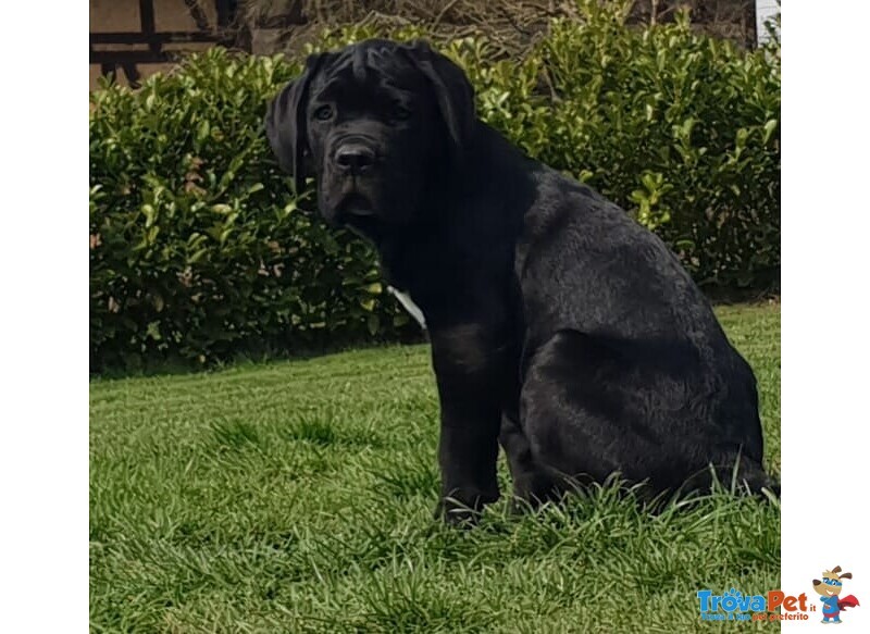 Cucciolo di cane Corso Maschio e Femmina Nero - Foto n. 2