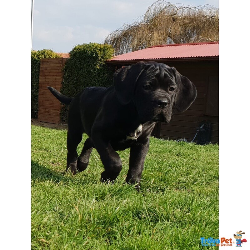 Cucciolo di cane Corso Maschio e Femmina Nero - Foto n. 3