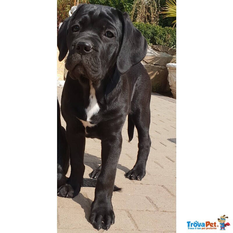 Cucciolo di cane Corso Maschio e Femmina Nero - Foto n. 4