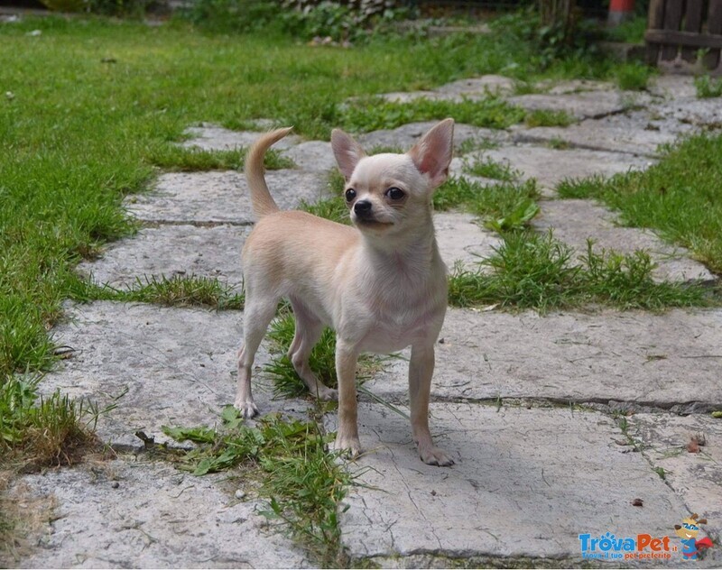 Cuccioli Chihuahua - Foto n. 1