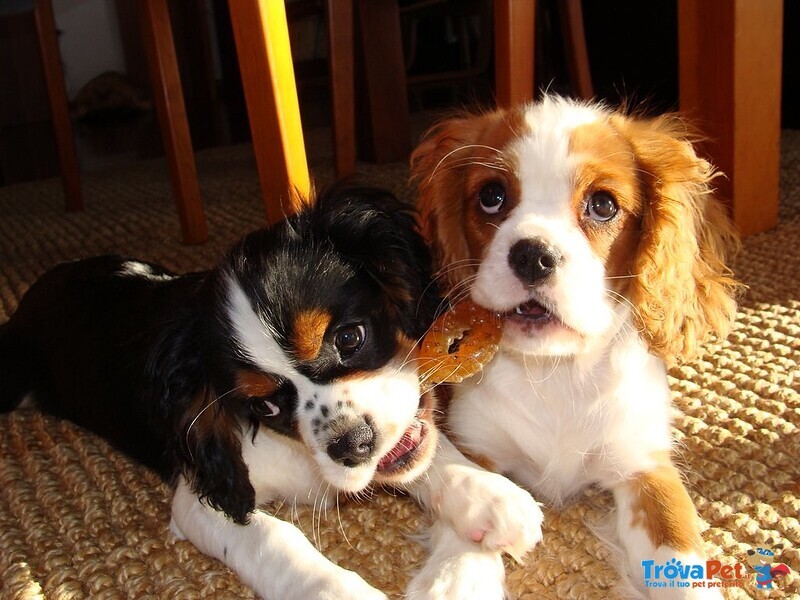 Cuccioli di Cavalier King - Foto n. 1