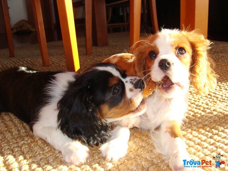 Cuccioli di Cavalier King - Foto n. 2