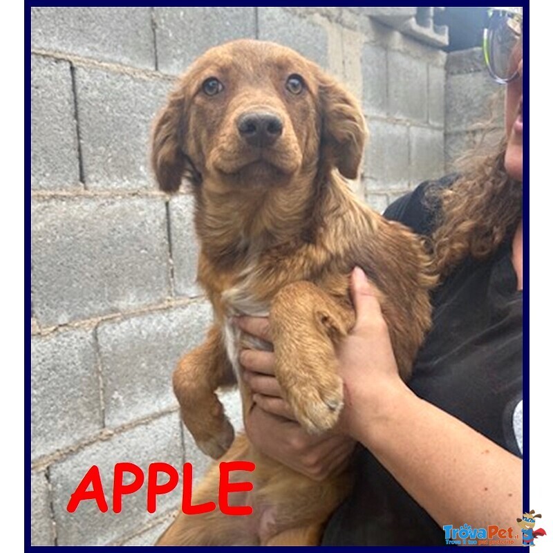 Apple Cucciolotta Simil Labrador Retriver 6 mesi Abbandonata come Spazzatura - Foto n. 1
