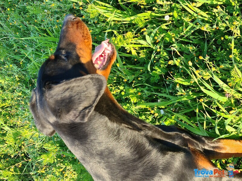 Femmina 3 anni Dobermann nero Focato con Pedigree - Foto n. 2