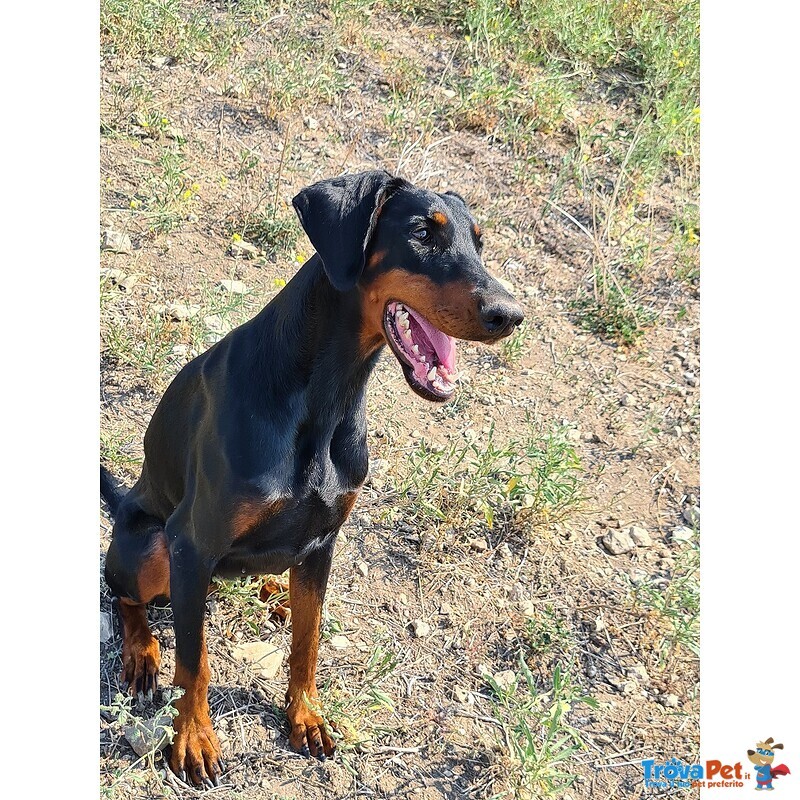 Femmina 3 anni Dobermann nero Focato con Pedigree - Foto n. 1