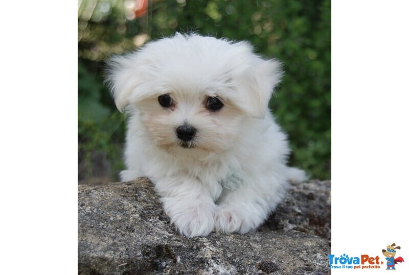 Stupendi Cuccioli di Maltese toy con Pedigree - Foto n. 2