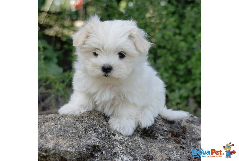 Stupendi Cuccioli di Maltese toy con Pedigree - Foto n. 3