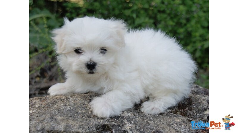 Stupendi Cuccioli di Maltese toy con Pedigree - Foto n. 4