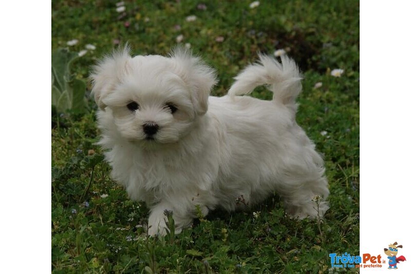 Stupendi Cuccioli di Maltese toy con Pedigree - Foto n. 5