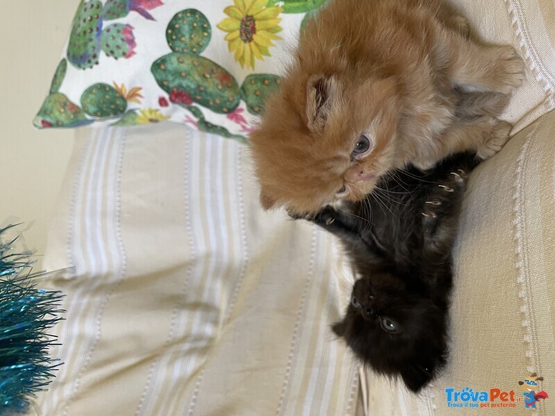 Cuccioli di Gatto Persiano - Foto n. 4