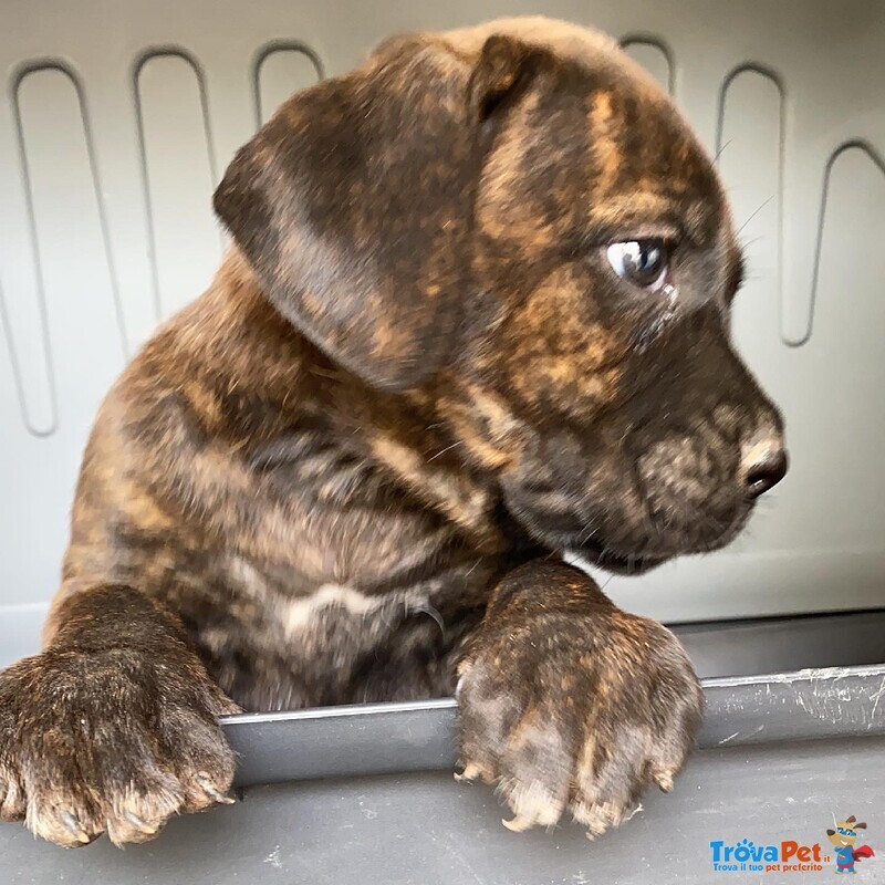 Cuccioli di cane Corso - Foto n. 2