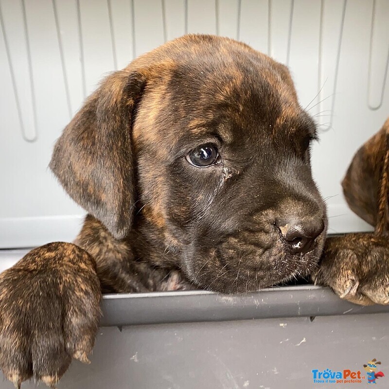 Cuccioli di cane Corso - Foto n. 1