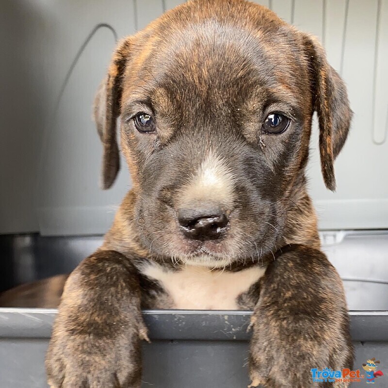 Cuccioli di cane Corso - Foto n. 3