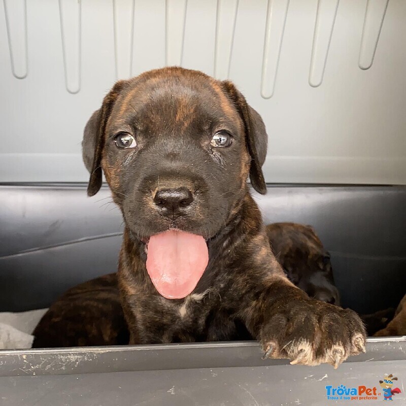 Cuccioli di cane Corso - Foto n. 4