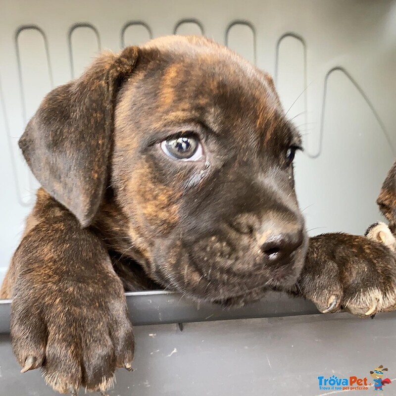 Cuccioli di cane Corso - Foto n. 5