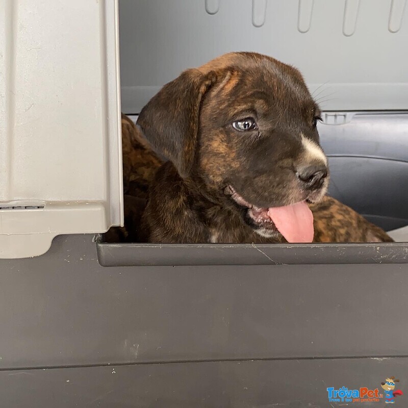 Cuccioli di cane Corso - Foto n. 6